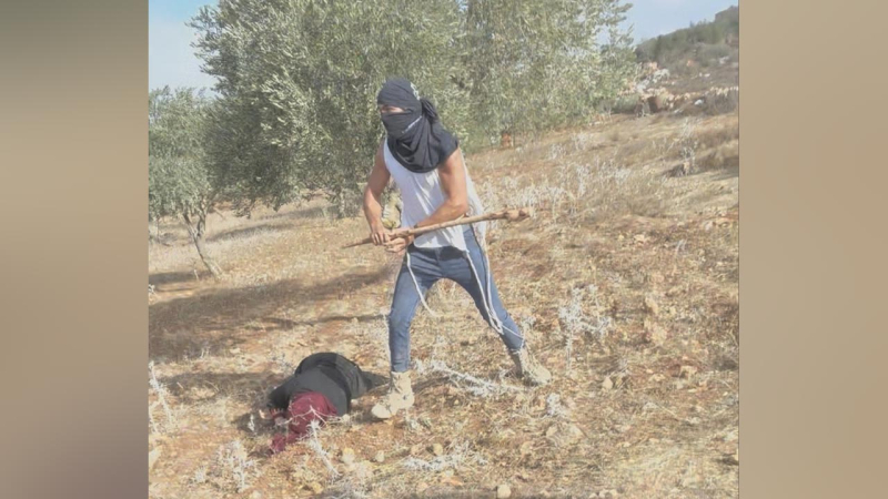 BM, İsrailli Yerleşimcilerin Zeytin İstilası Yapan Çiftçilere Saldırısını Kınadı